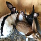 Drei Kaninchen drinnen